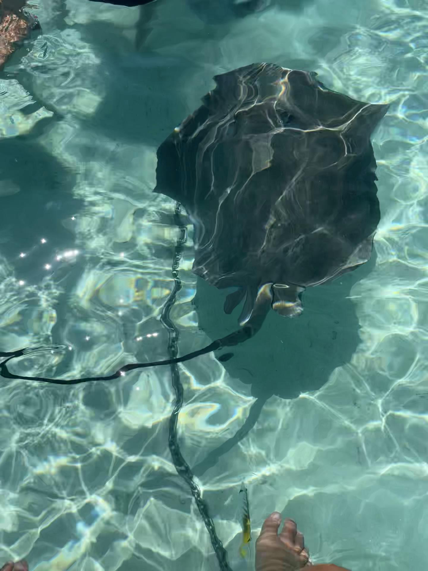 Vidéo TikTok : rencontre avec une raie dans le lagon de Maupiti